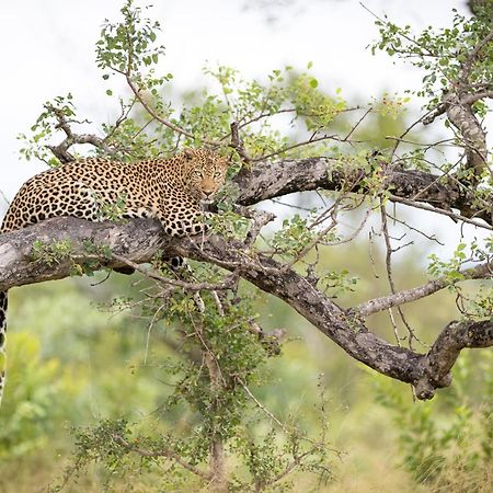 Serondella Safari Lodge Rezervația naturală și safari Thornybush Exterior foto