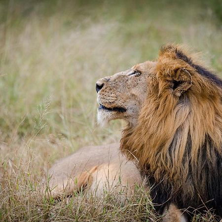 Serondella Safari Lodge Rezervația naturală și safari Thornybush Exterior foto