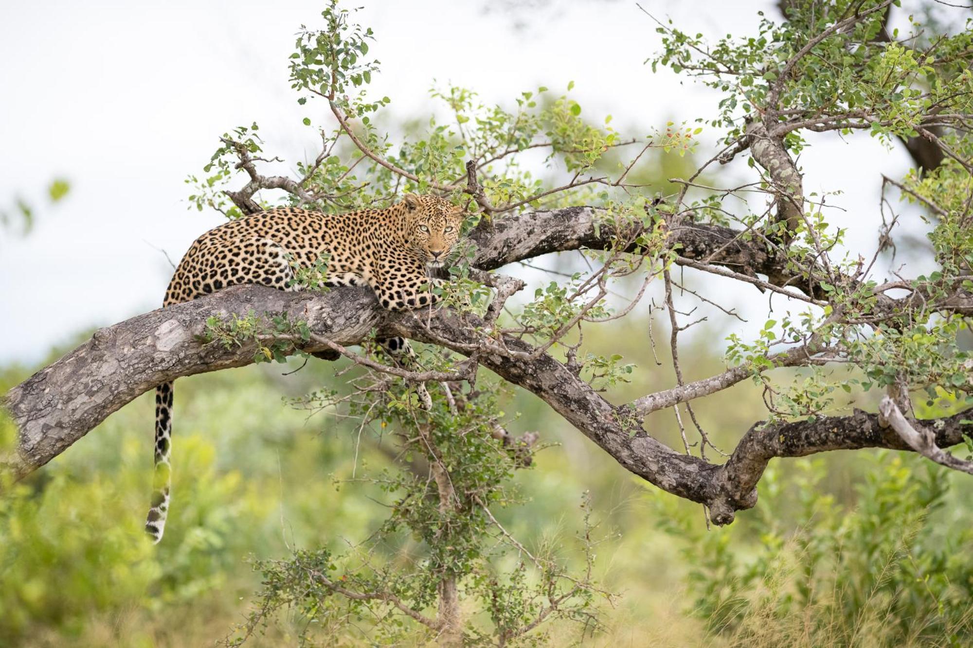 Serondella Safari Lodge Rezervația naturală și safari Thornybush Exterior foto