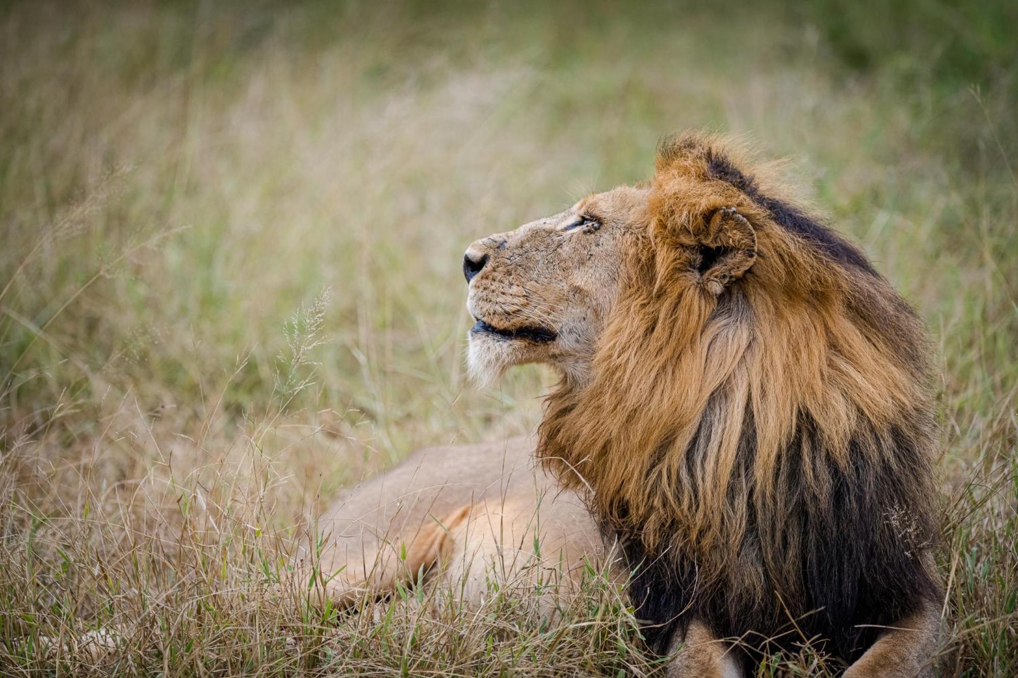 Serondella Safari Lodge Rezervația naturală și safari Thornybush Exterior foto