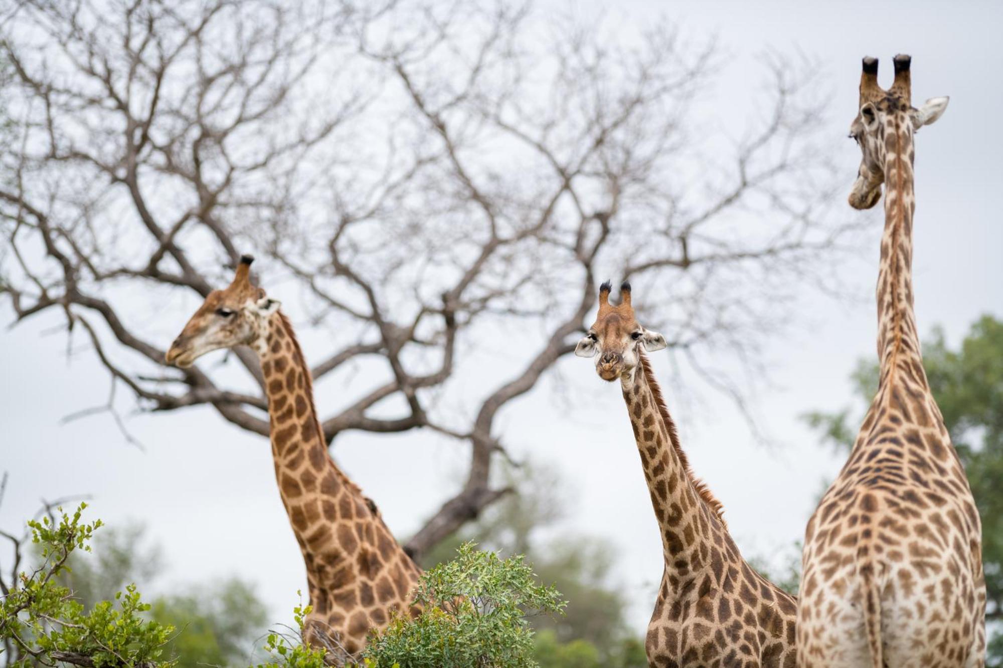 Serondella Safari Lodge Rezervația naturală și safari Thornybush Exterior foto