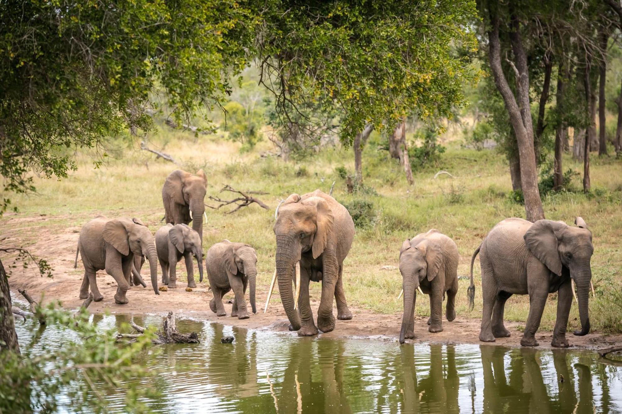 Serondella Safari Lodge Rezervația naturală și safari Thornybush Exterior foto